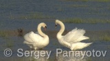 Video of Mute Swan - Mute Swan in the nest period in Shabla lake